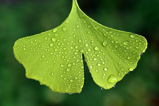 https://fitocentrum.hu/integ_theme/pictures/ls7RB15UenmlrwezgNOu4IvSD6vJvHJQ.jpg width=682 height=456 /
